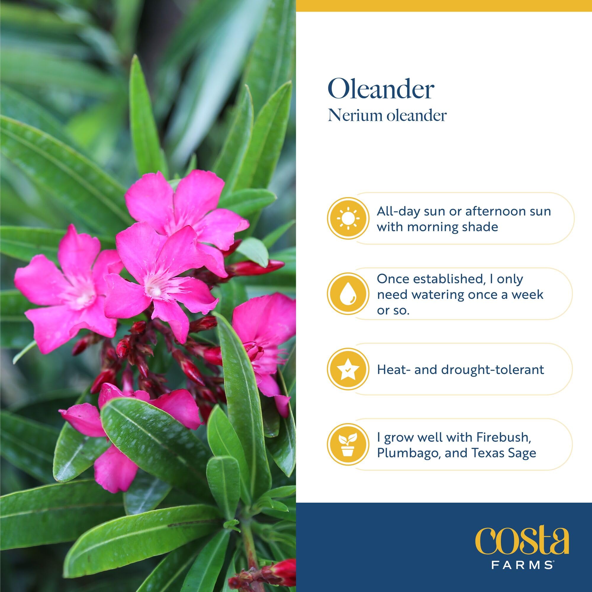 Oleander Bush showcasing its dense foliage for privacy
