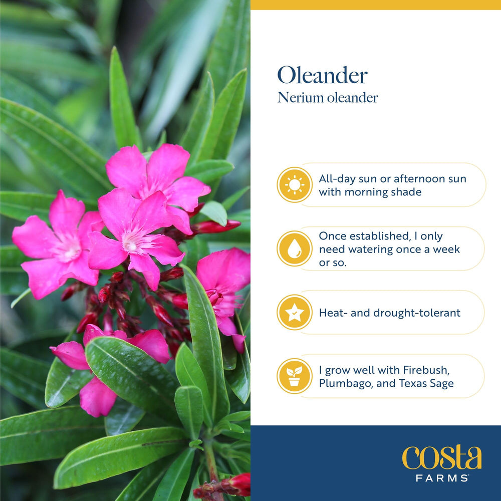 Oleander Bush showcasing its dense foliage for privacy