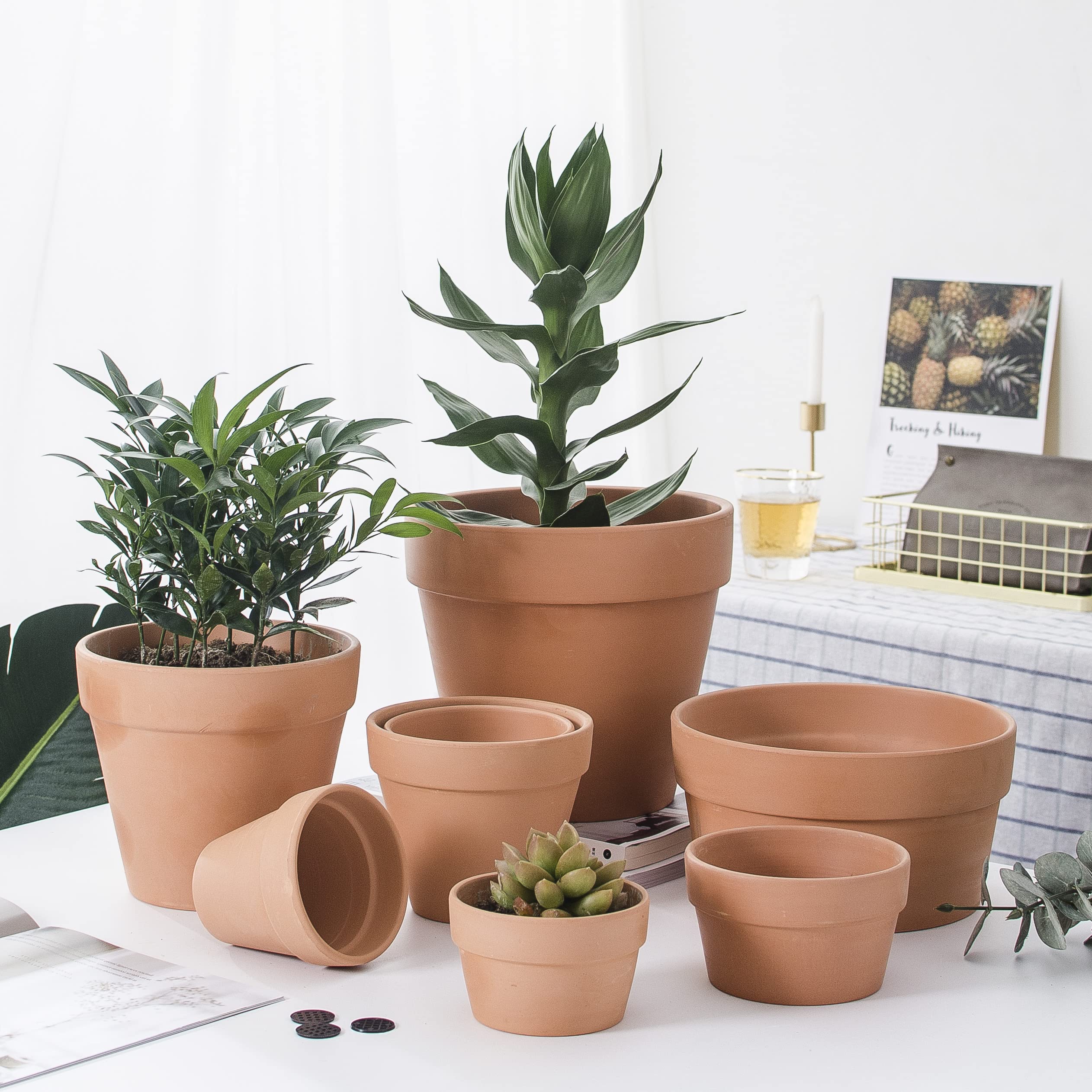 OLEEP terracotta pot with cactus plant