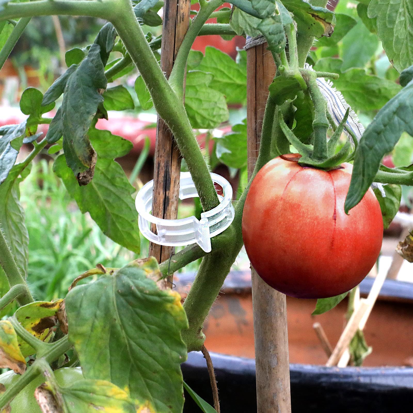Oligei plant support clips in use with climbing plants