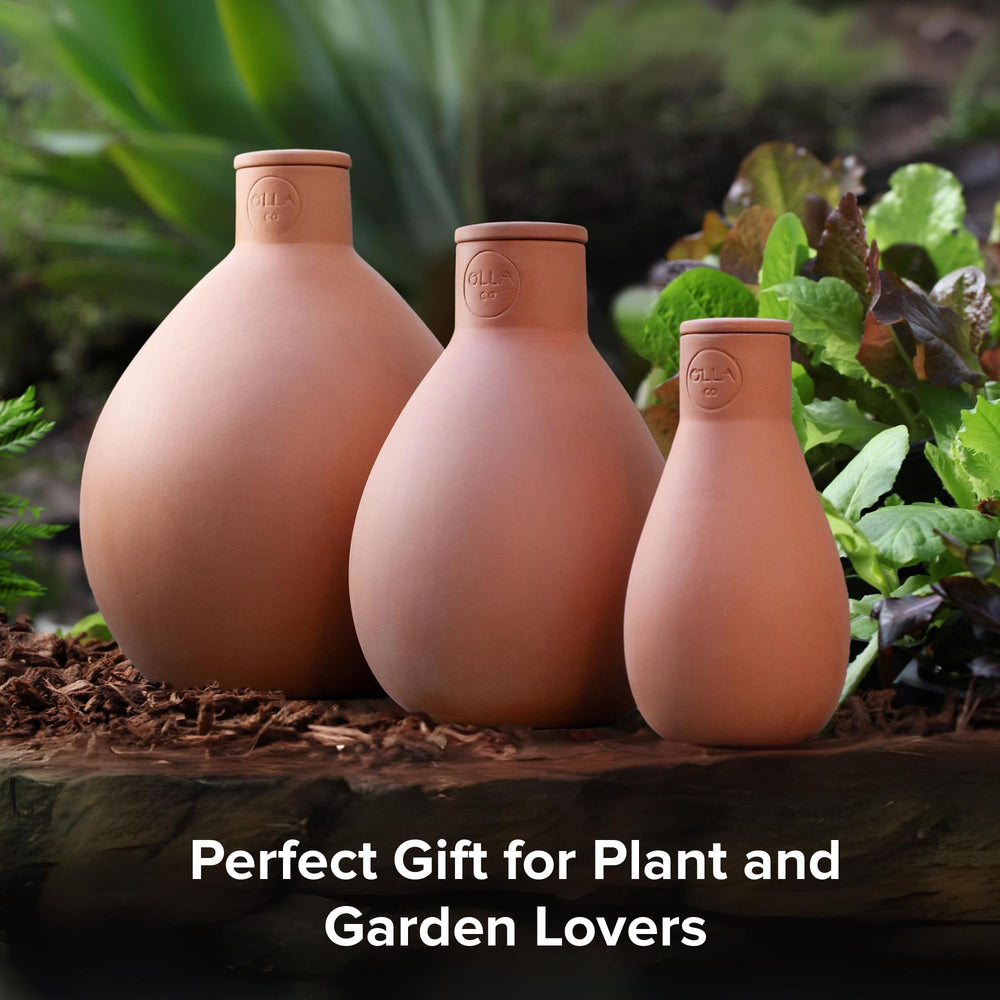 Olla Watering Pot being buried in soil