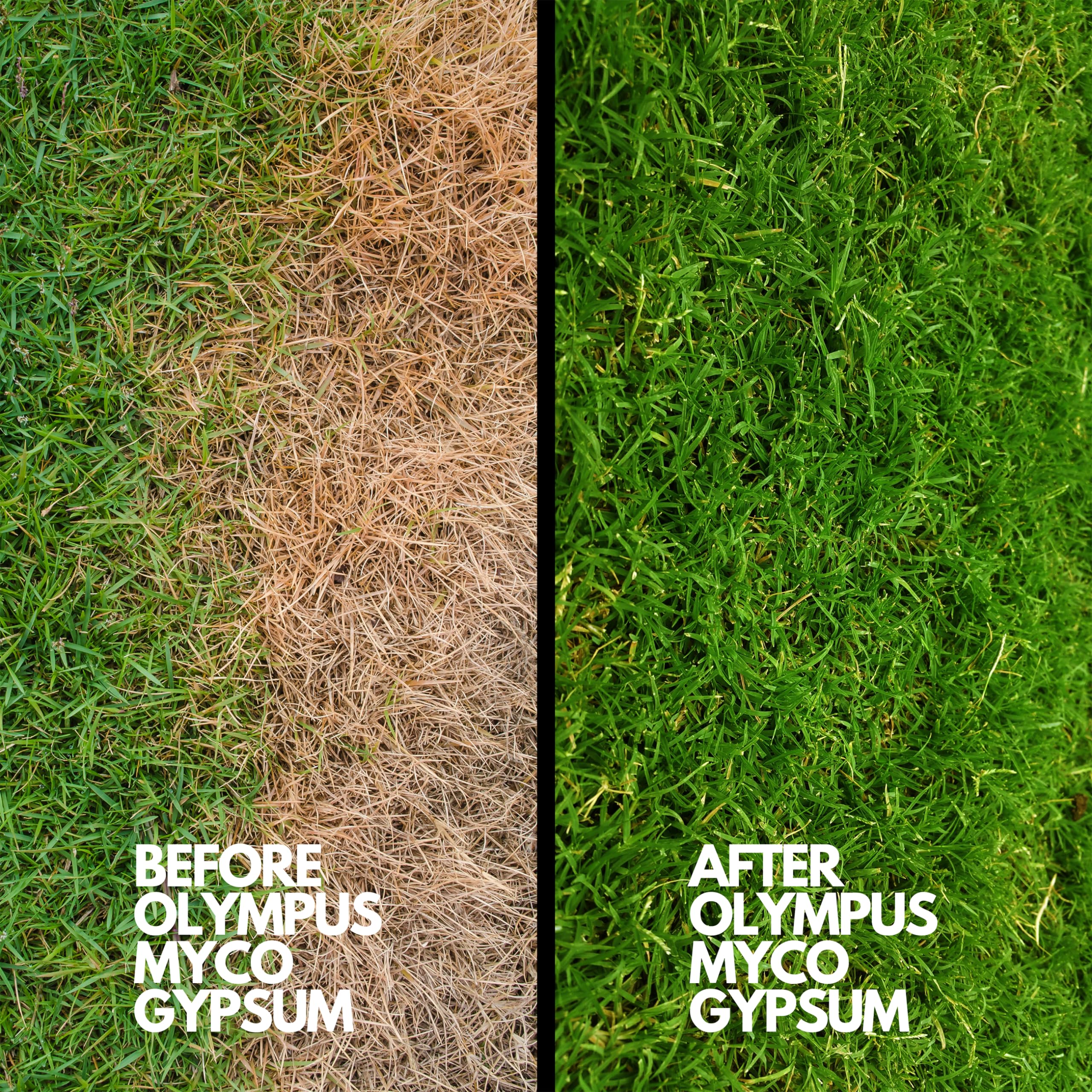 Olympus Myco Gypsum Powder with gardening tools