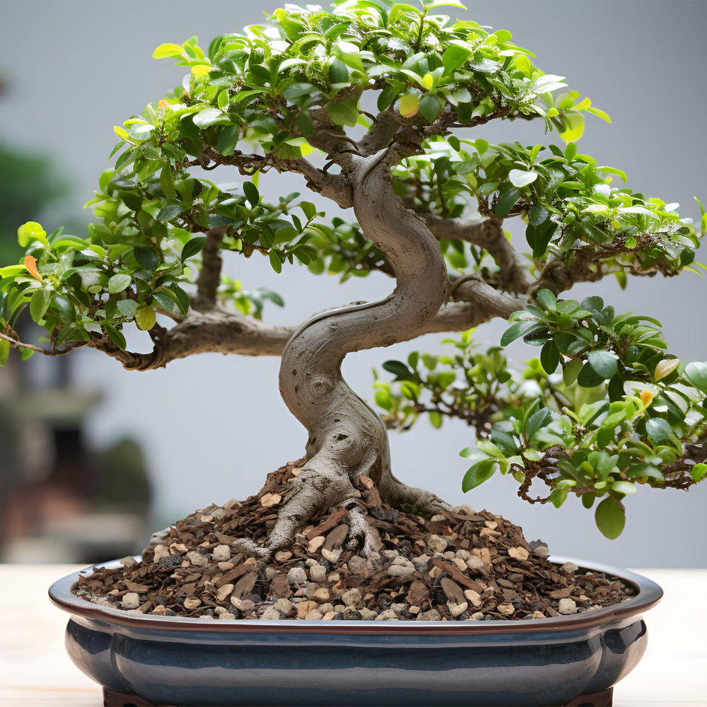 Omitgoter Bonsai Soil Mix 10qt back view