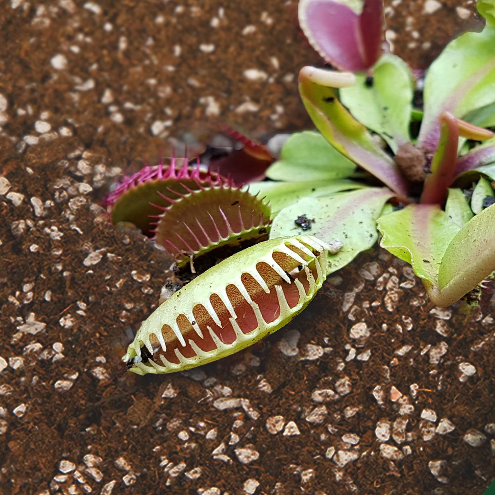 Omitgoter Carnivorous Plant Soil Mix 1qt side view