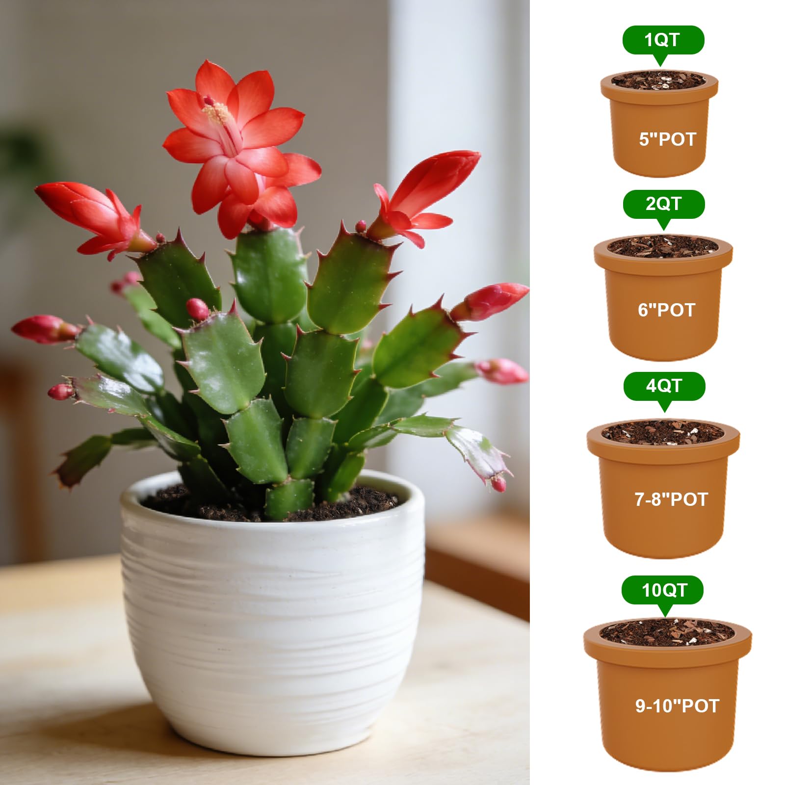 Omitgoter Christmas Cactus Potting Soil mix texture