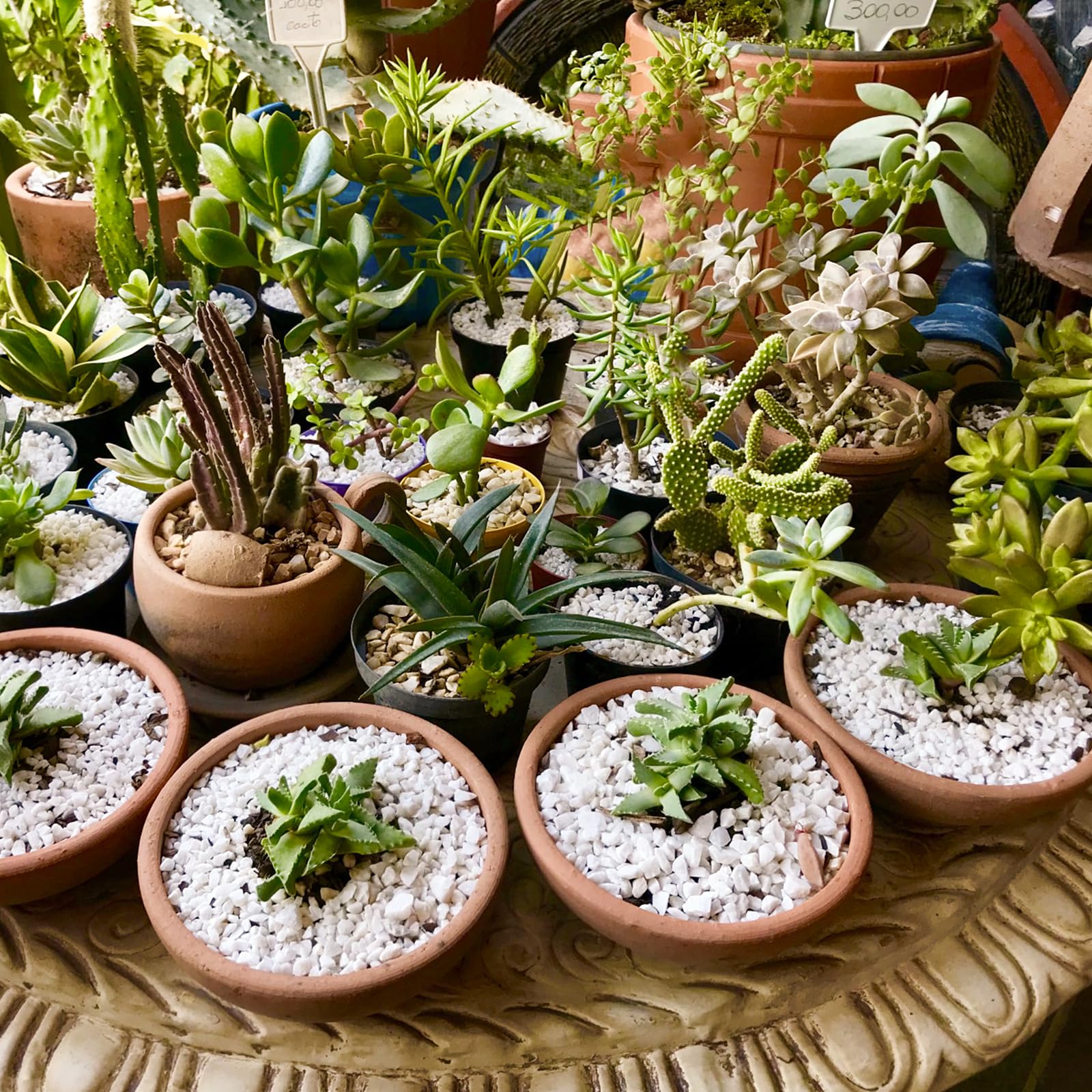 Omitgoter Horticultural Perlite mixed with soil