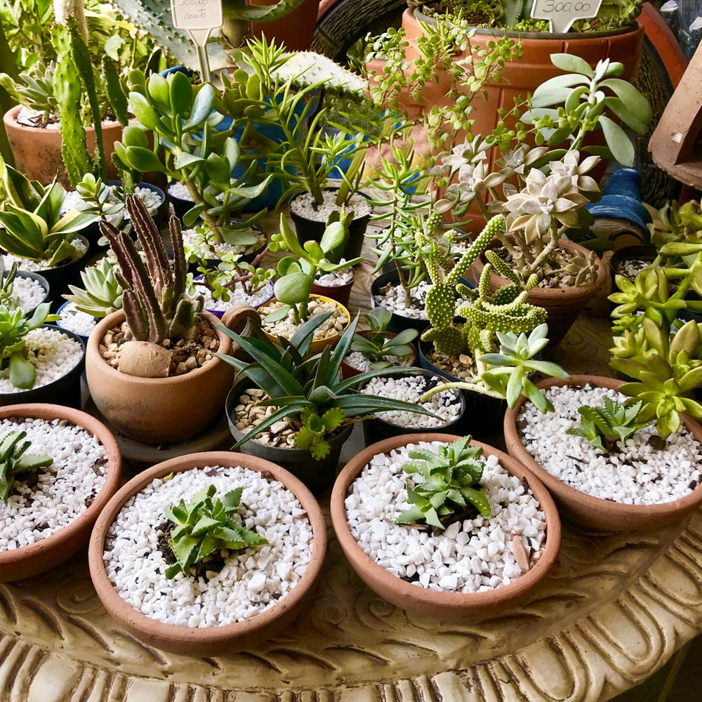 Omitgoter Horticultural Perlite mixed with soil
