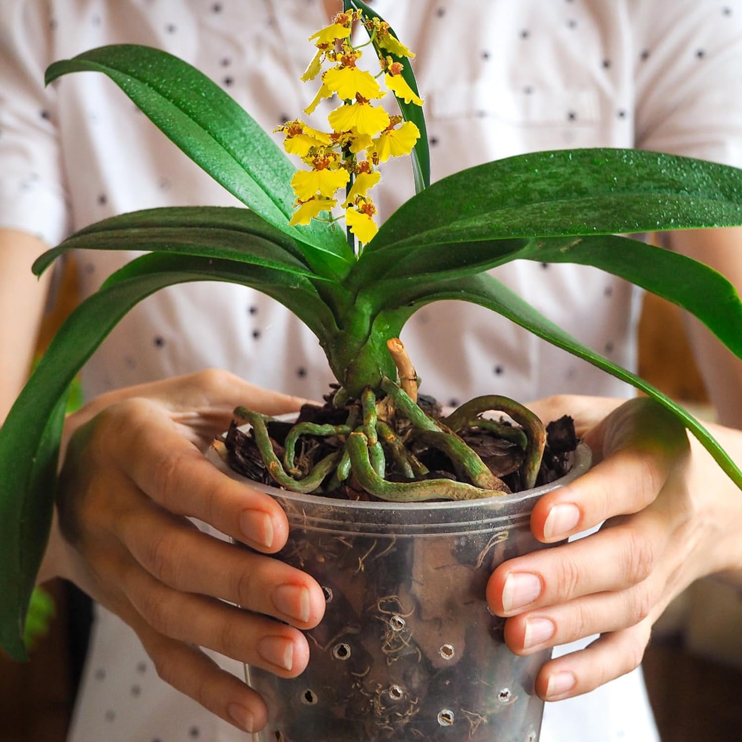 Omitgoter Orchid Bark 1qt with measurement scale for size