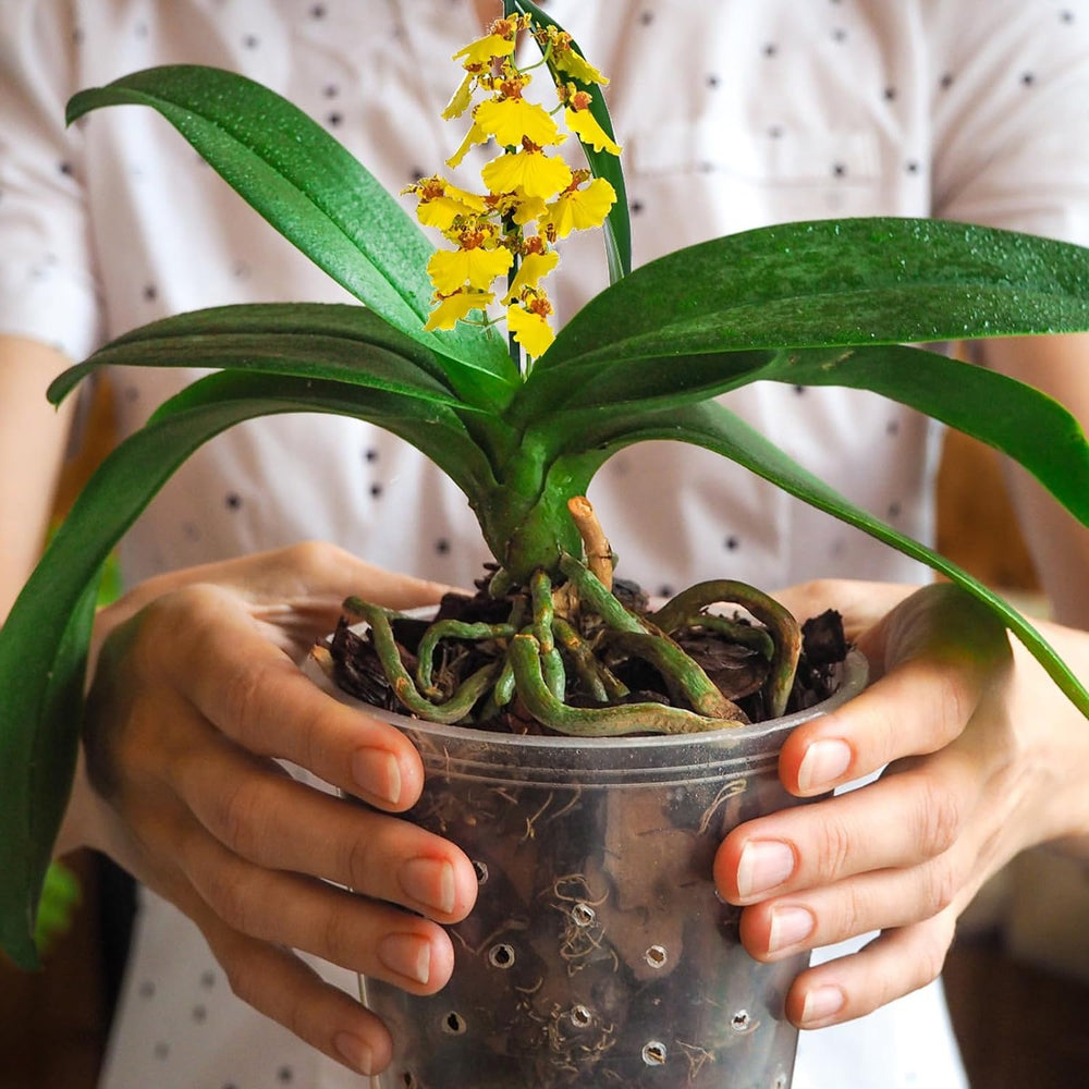 Omitgoter Orchid Bark 1qt with measurement scale for size