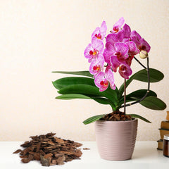 Omitgoter Orchid Bark in a pot with succulents