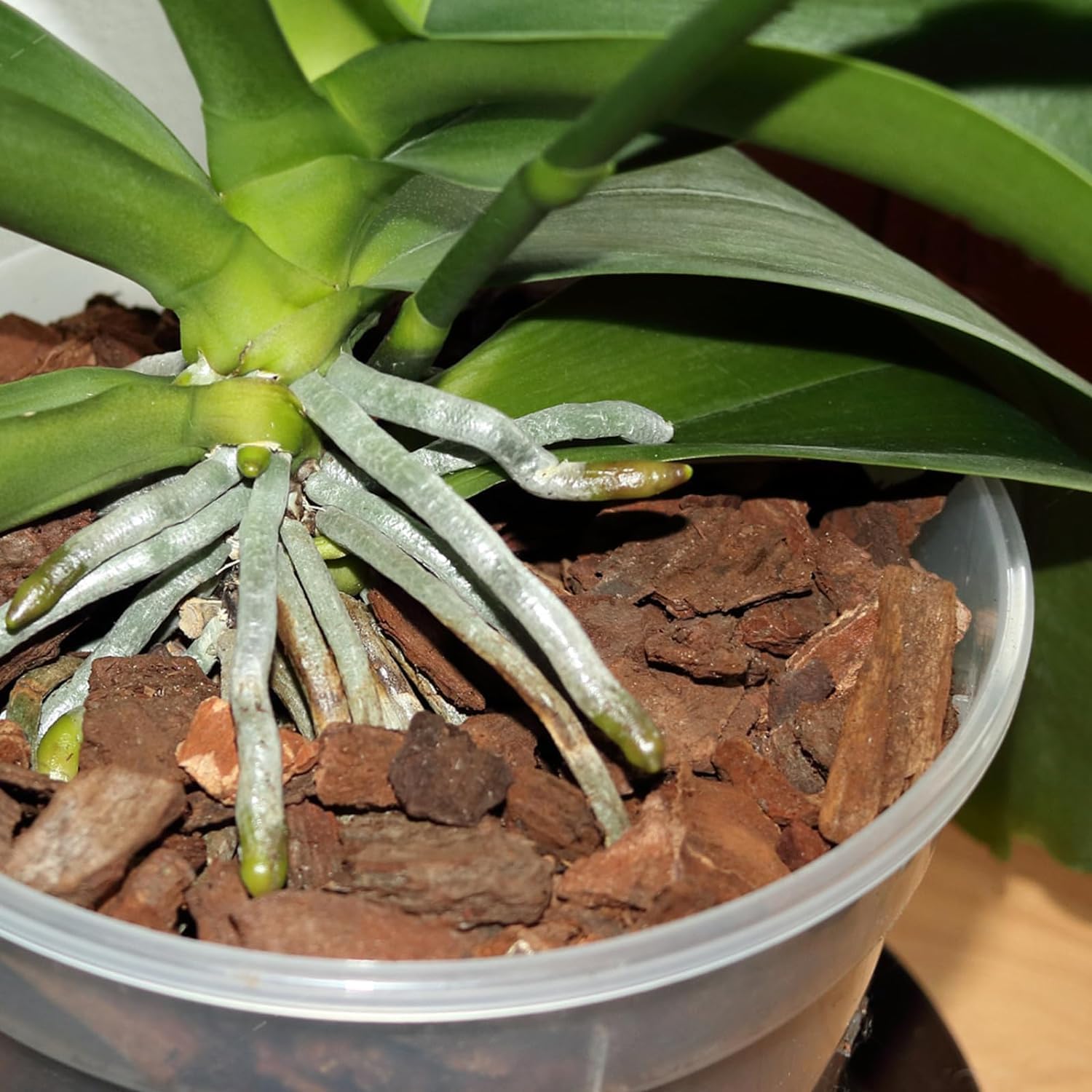 Omitgoter Orchid Bark spread on soil for insulation