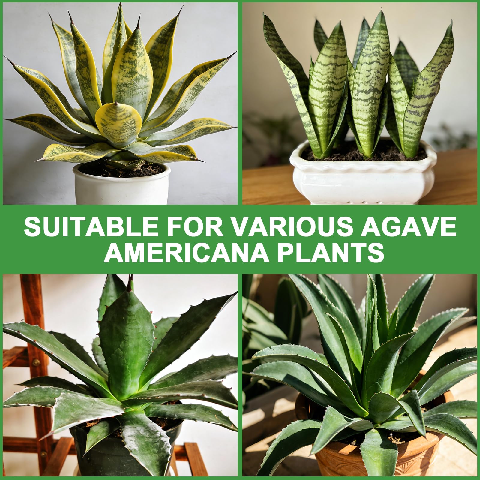 Omitgoter Organic Snake Plant Potting Soil with snake plants