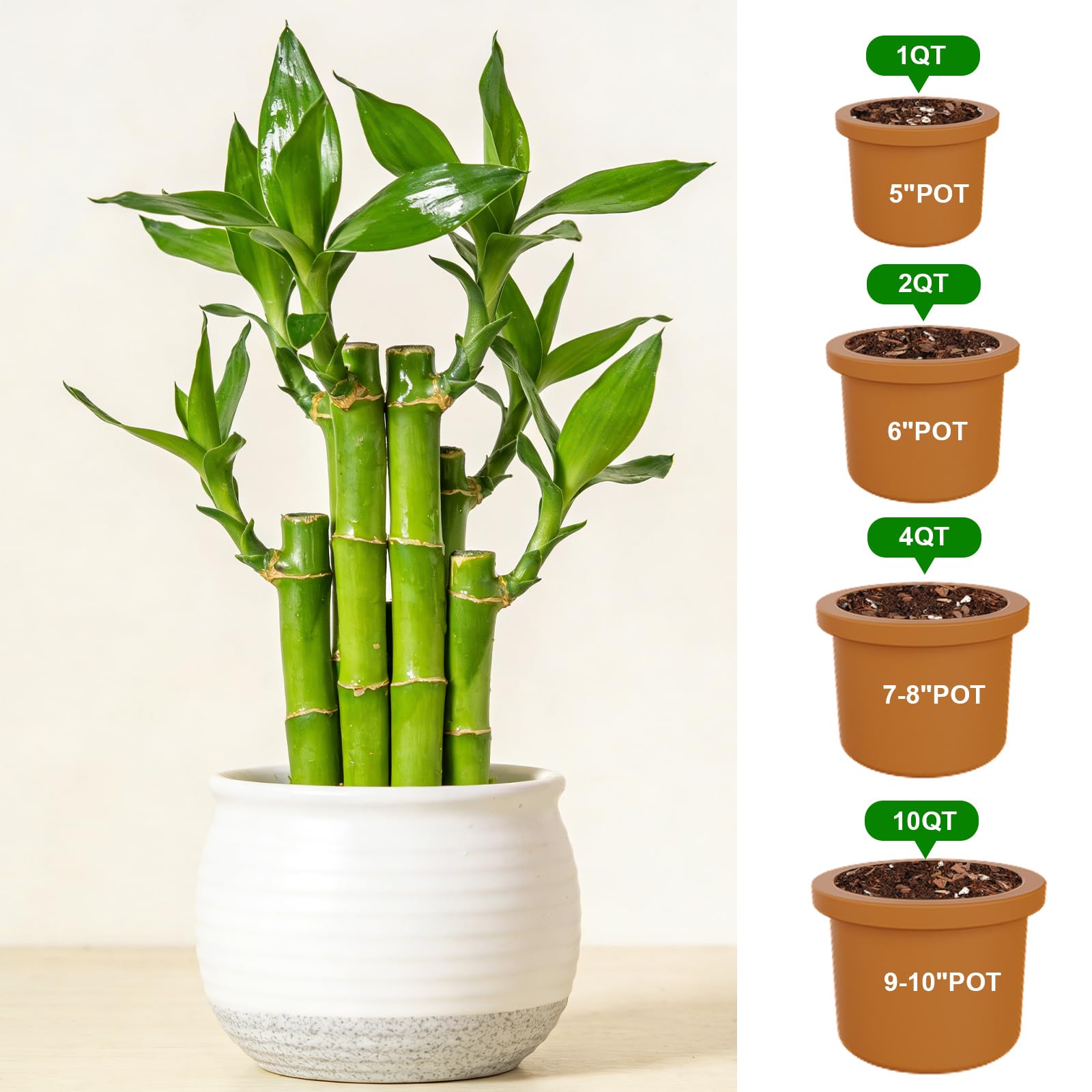 Omitgoter Potting Soil in a bowl with bamboo plants