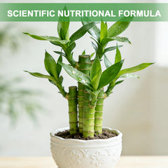 Omitgoter Potting Soil in a garden setting with tropical plants