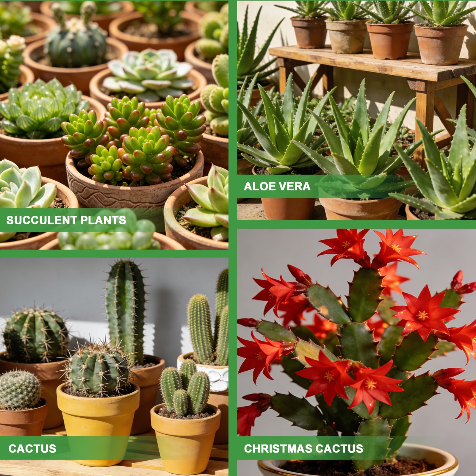 Omitgoter potting soil with succulent plants