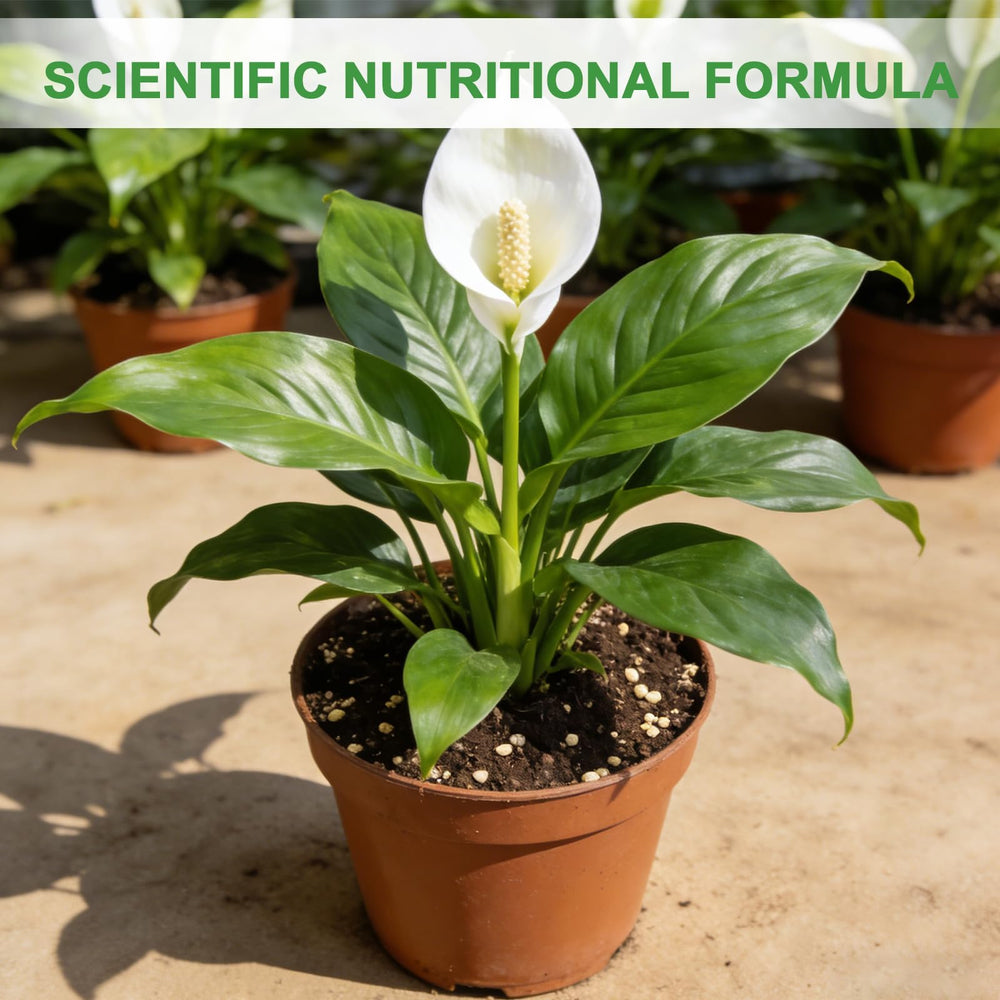 Omitgoter Premium Peace Lily Soil in a pot with a peace lily