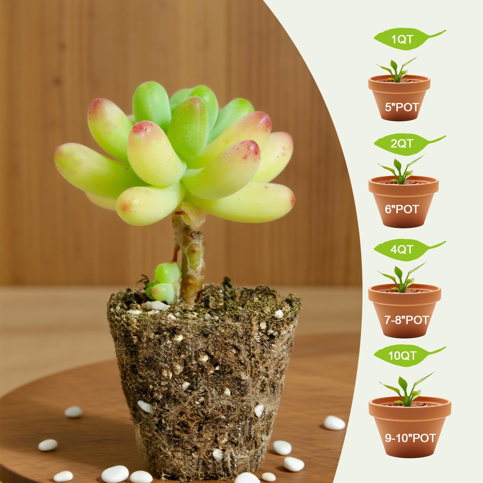 Omitgoter Succulent Soil Mix used in a gardening pot with healthy succulents
