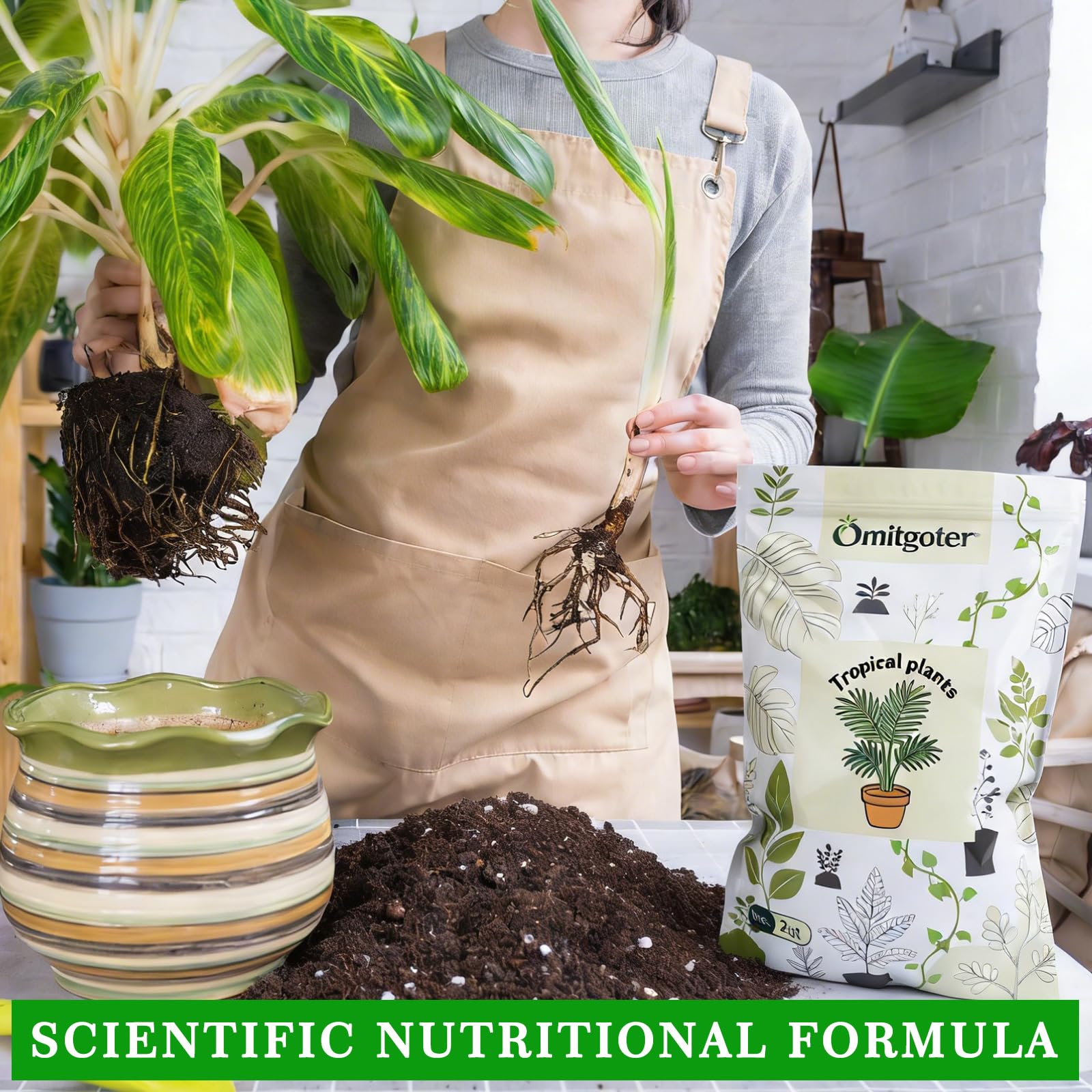Omitgoter Tropical Potting Mix 1qt in use with potted Monstera plant