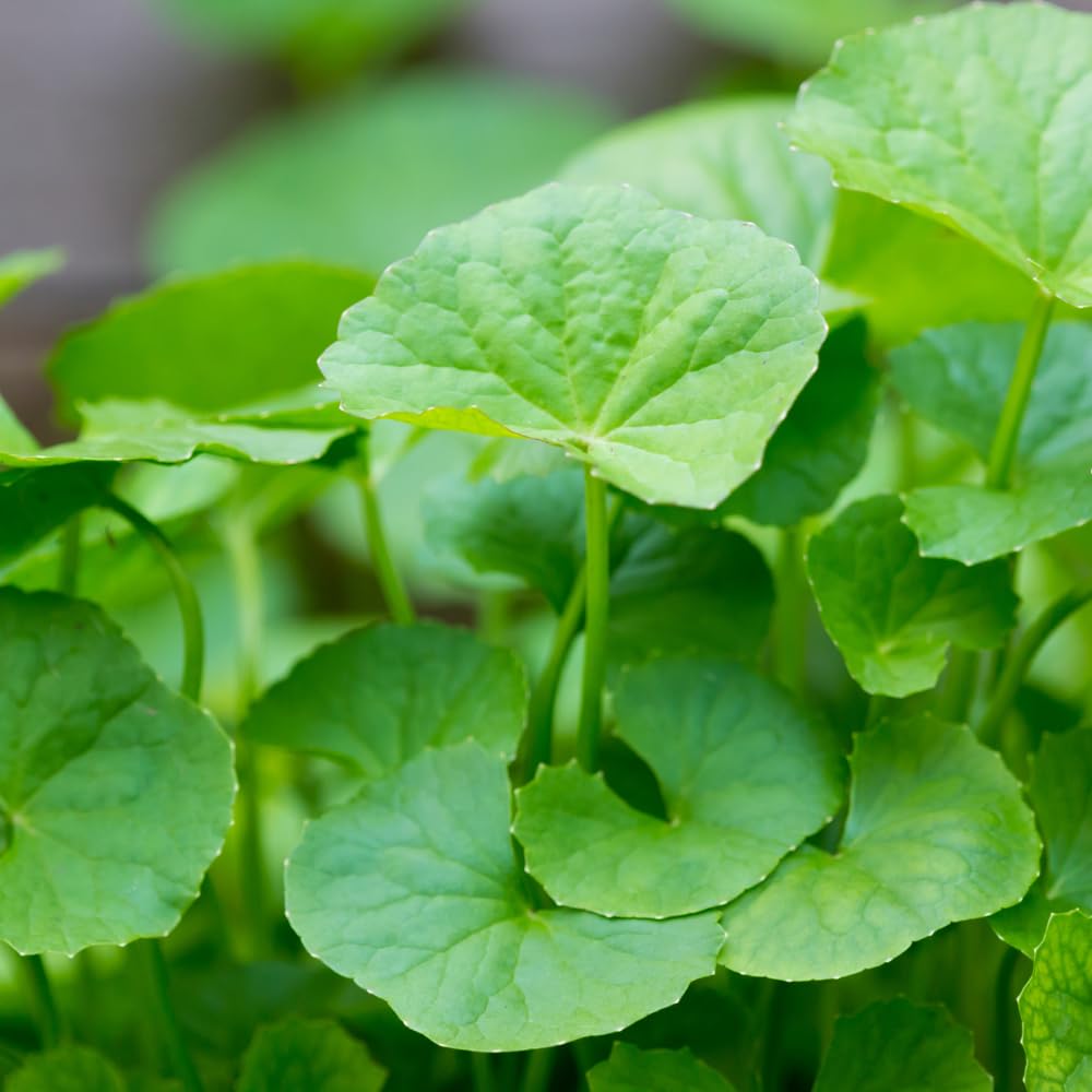 Open pack of Gotu Kola seeds with seeds visible