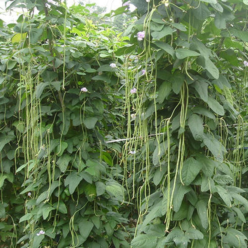 Open pack of VAACNEE yard long bean seeds