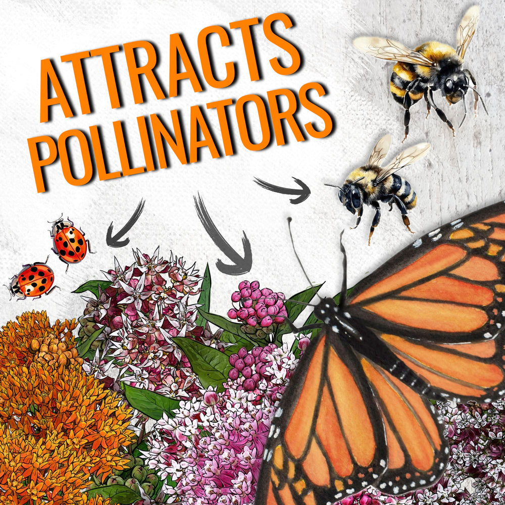 Orange Butterfly Milkweed Seeds packet from Seed Needs