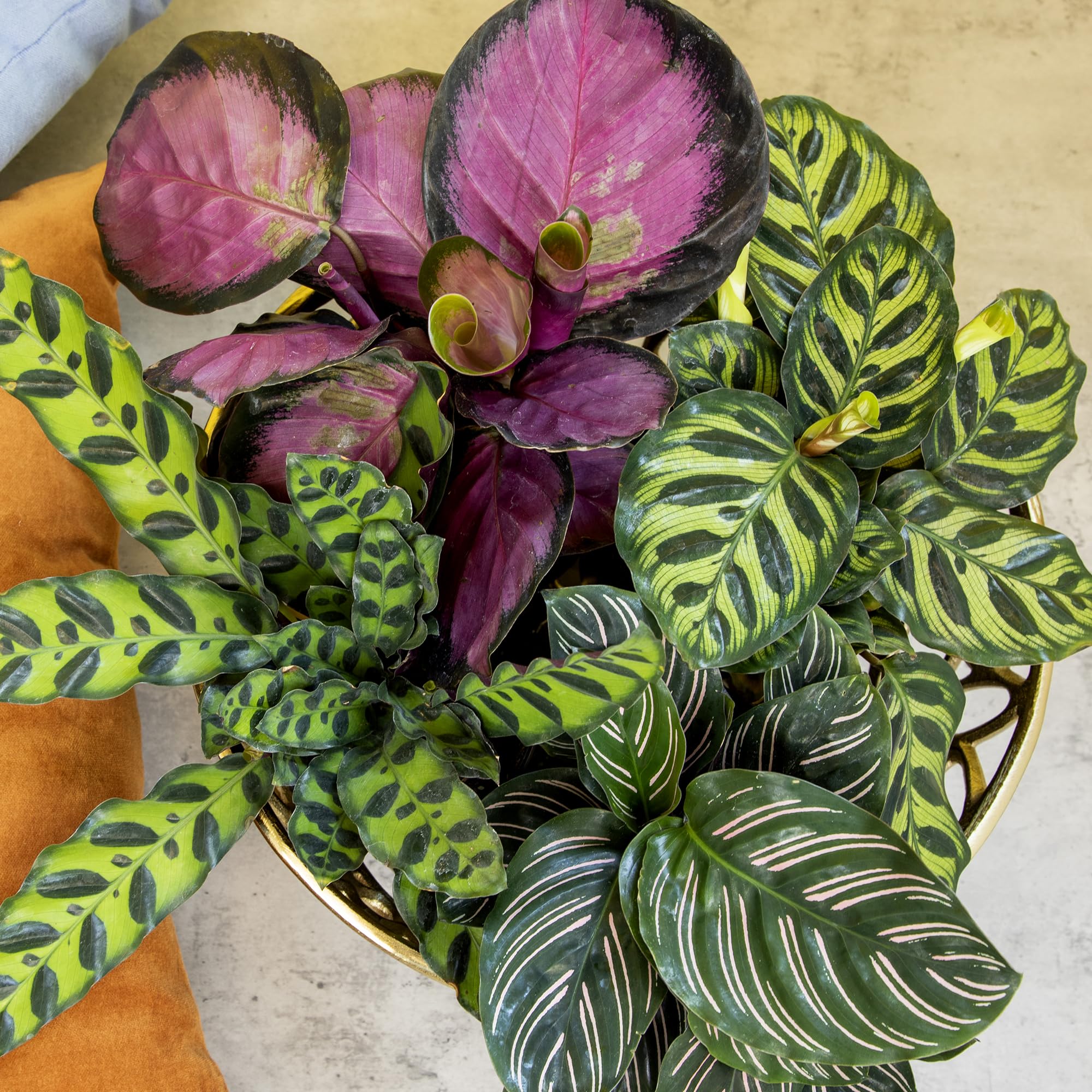 Orbifolia Calathea plant showcasing lush foliage