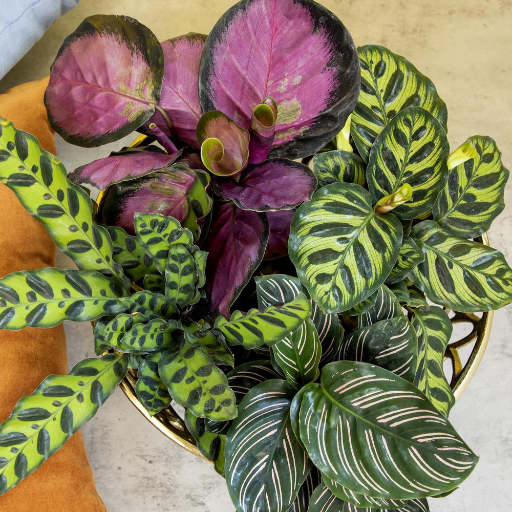 Orbifolia Calathea plant showcasing lush foliage