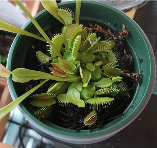 Orchid Gene plant food in a gardener's hand