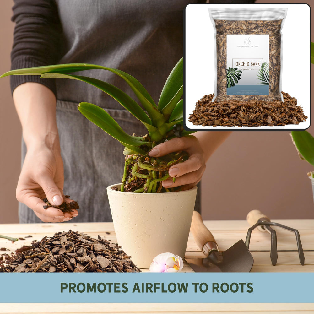 Orchid plant repotted with Rio Hamza Trading Orchid Bark
