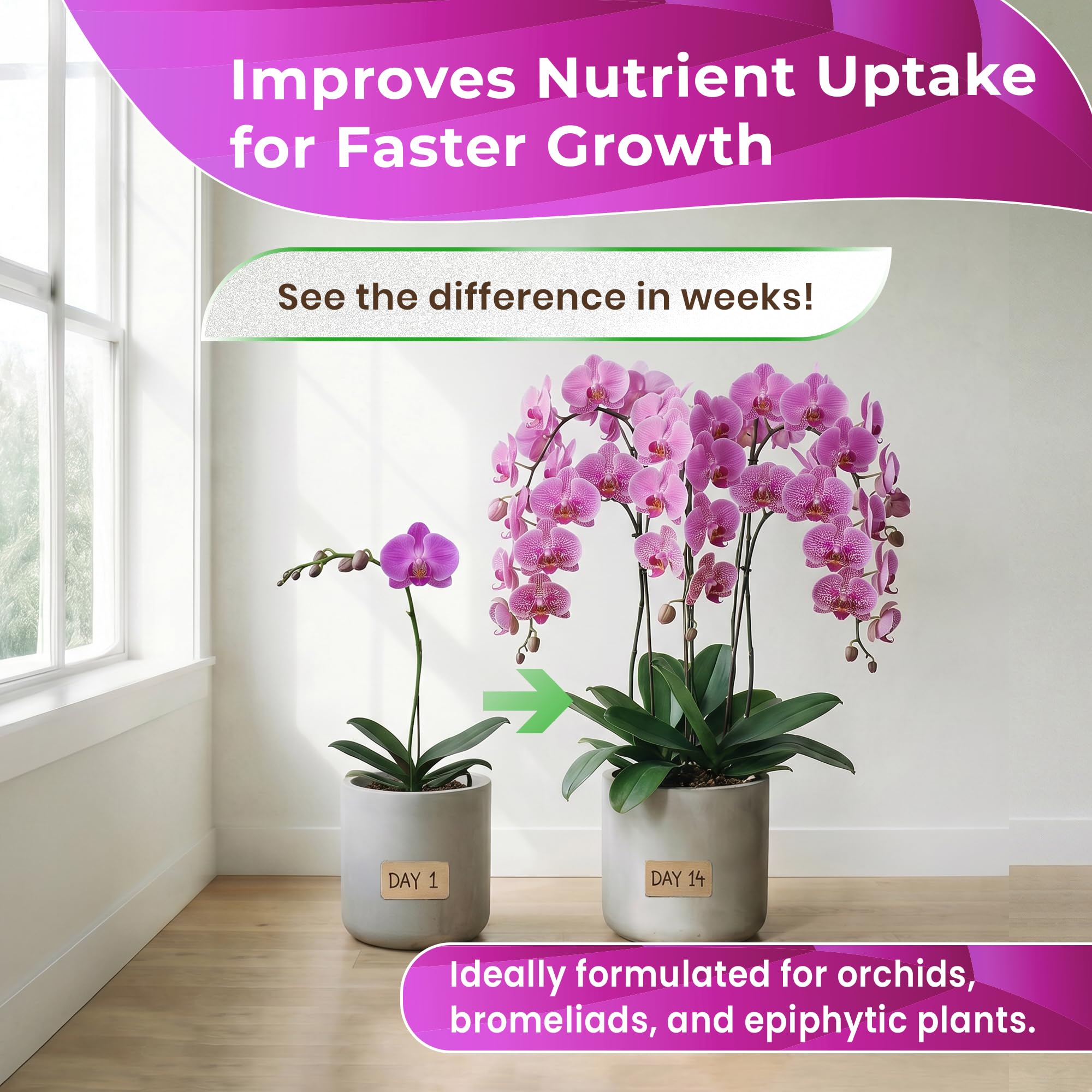 Orchid plants in potting process using Leaves and Soul soil