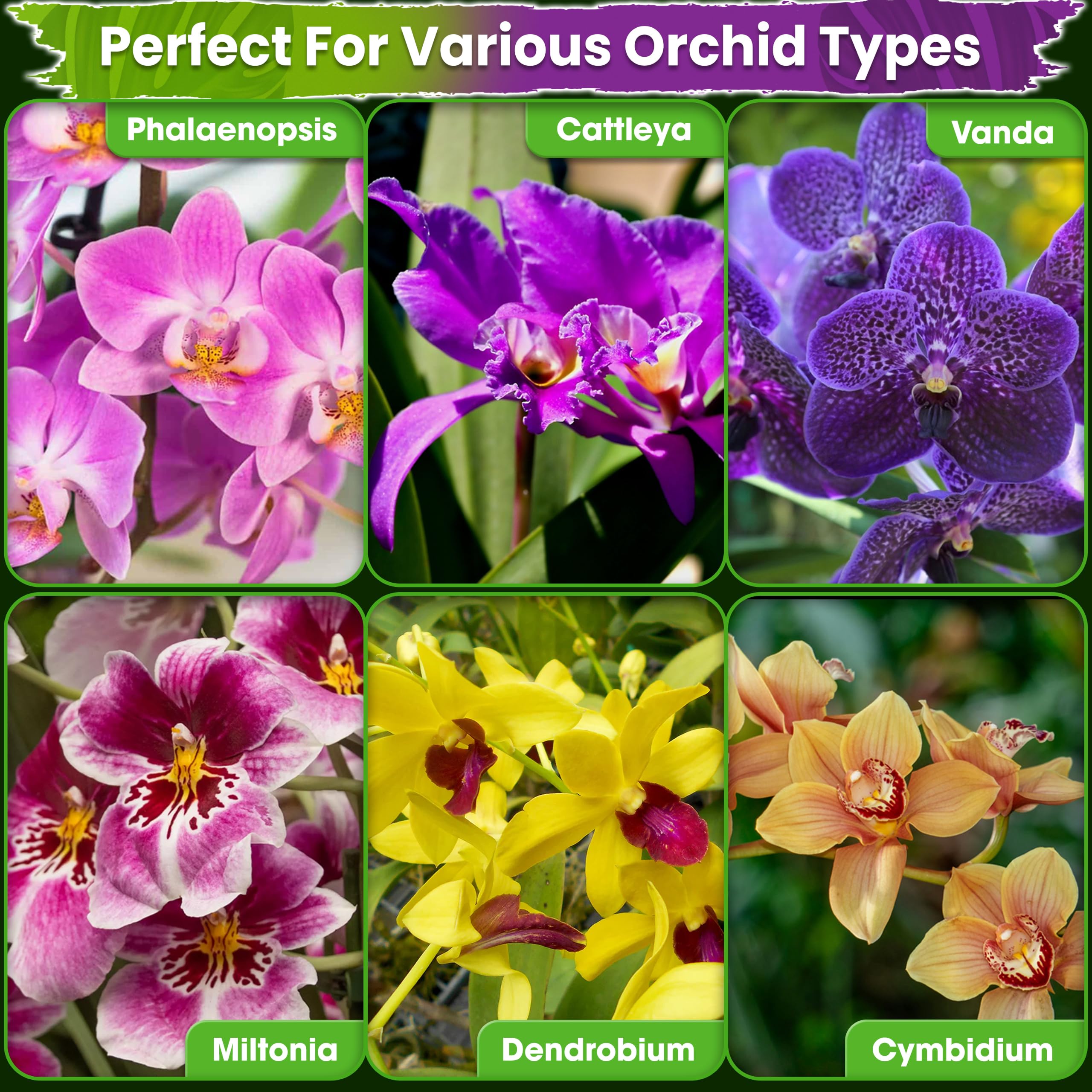 Orchid potting setup using Duspro mix and orchids