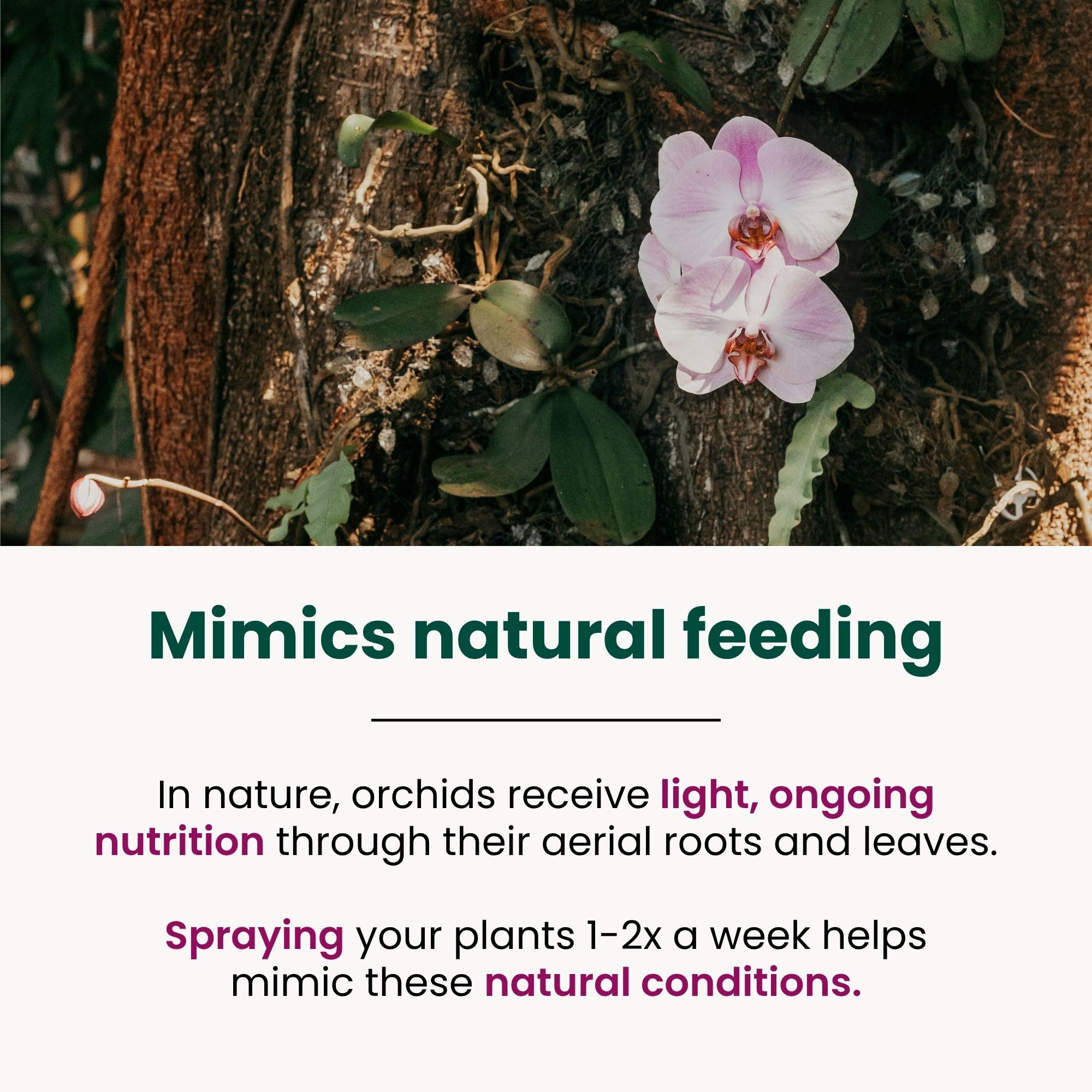 Orchids thriving after using The Green Alcove fertilizer