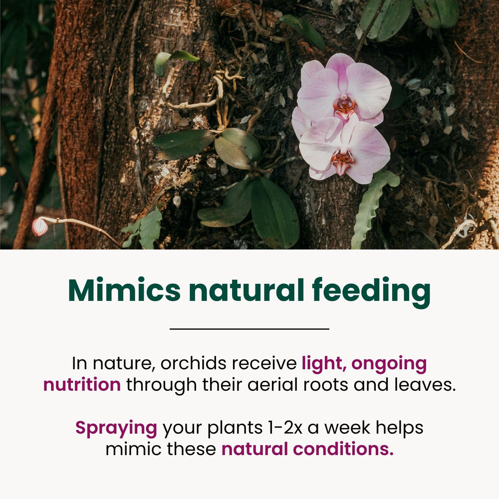 Orchids thriving after using The Green Alcove fertilizer