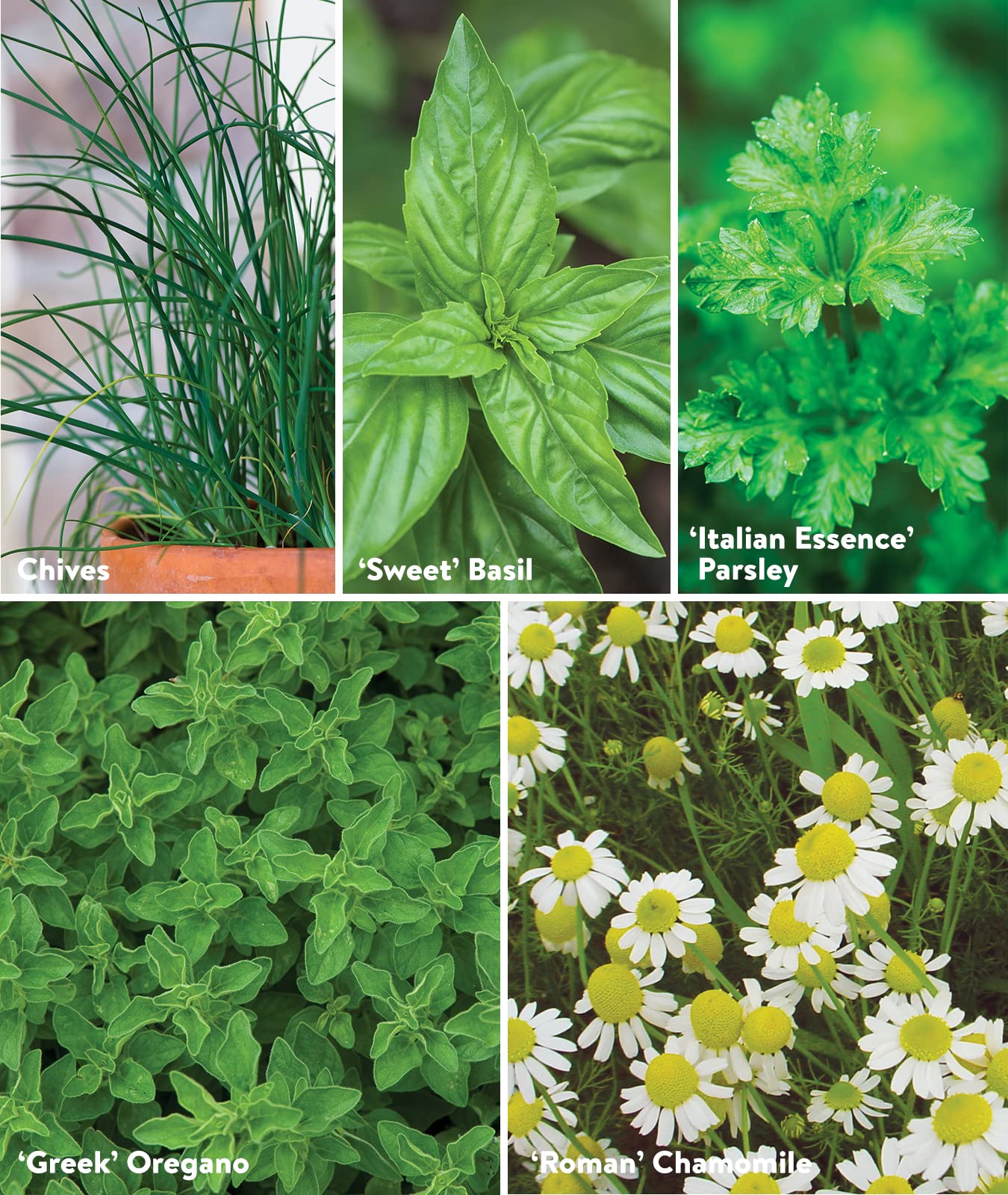 Oregano seed packet from Burpee's Culinary Classics Herb Collection