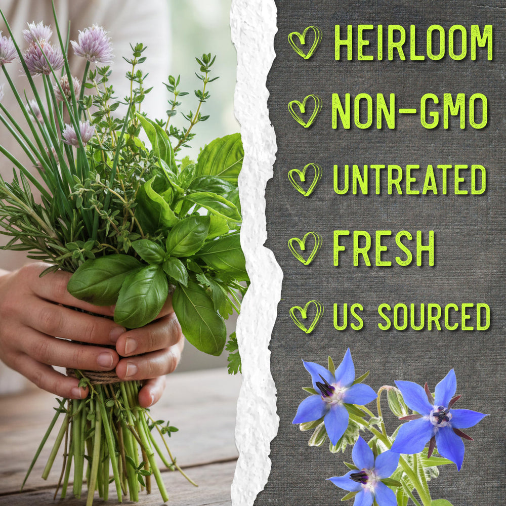 Oregano seeds packet displaying detailed information