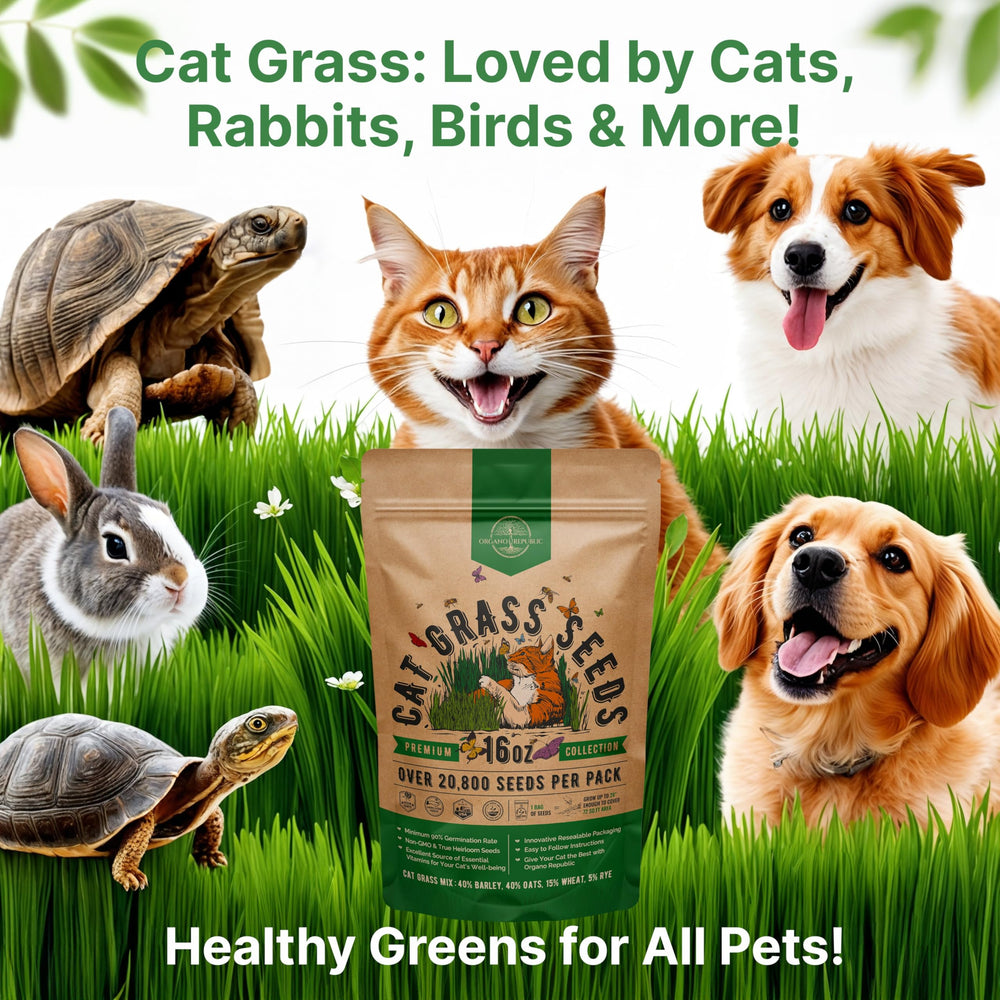 Organo Republic Cat Grass Seeds Mix alongside growing trays