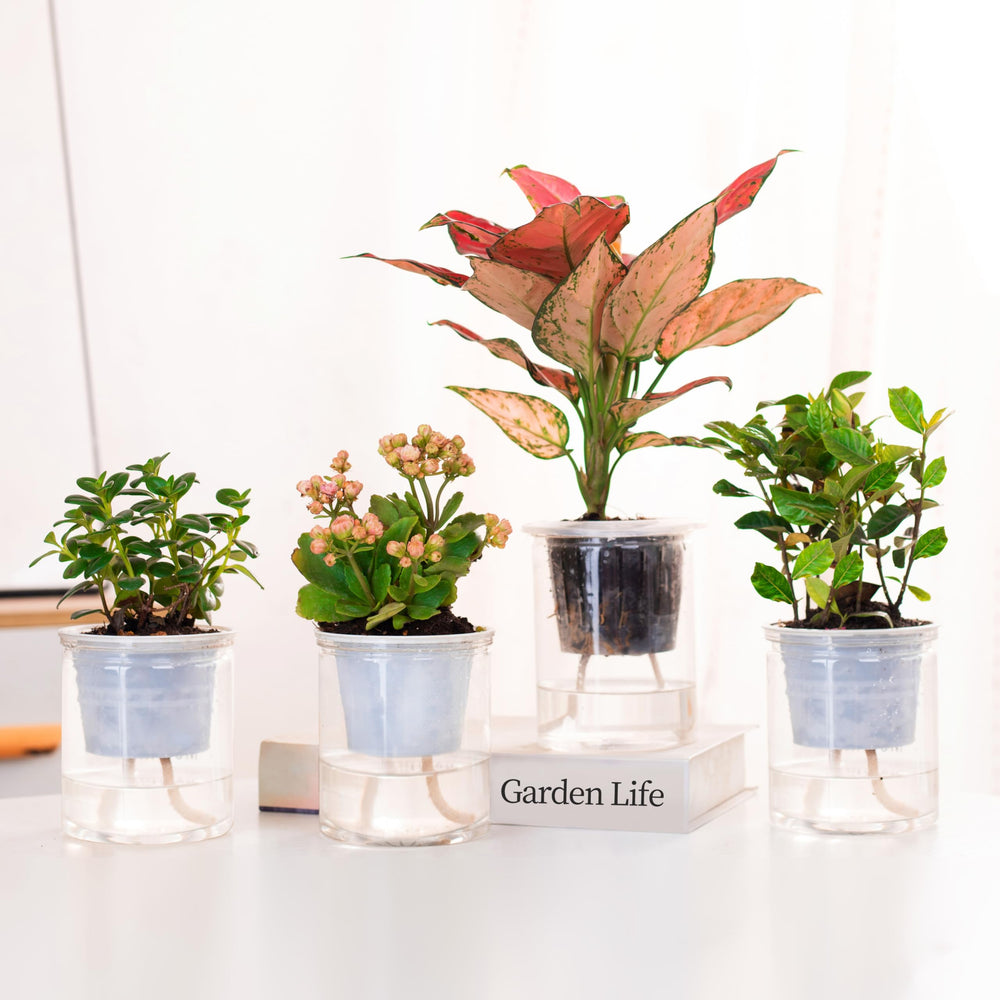 ORIMERC self watering wick setup with water container