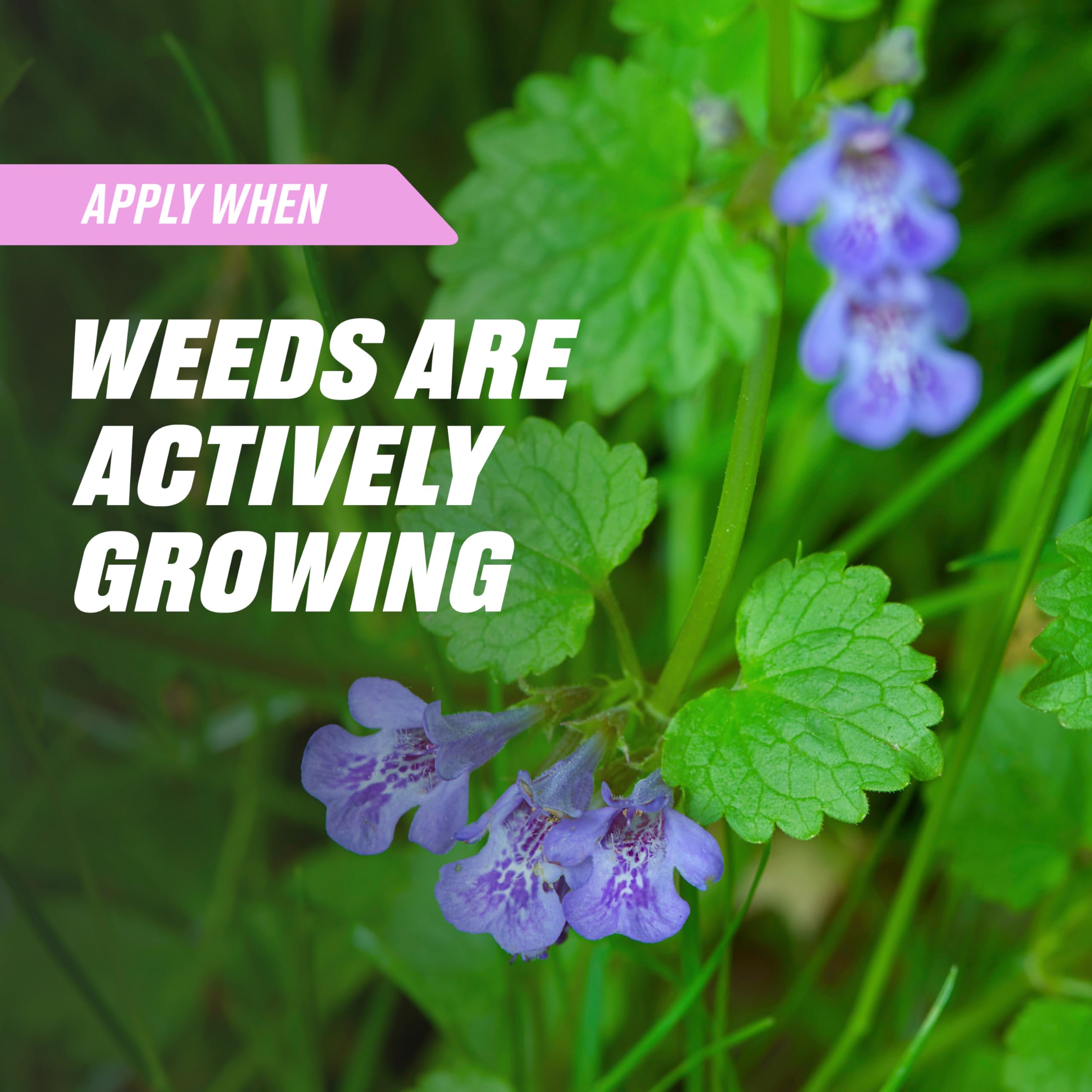 Ortho Chickweed, Clover & Oxalis Killer Concentrate on a garden table