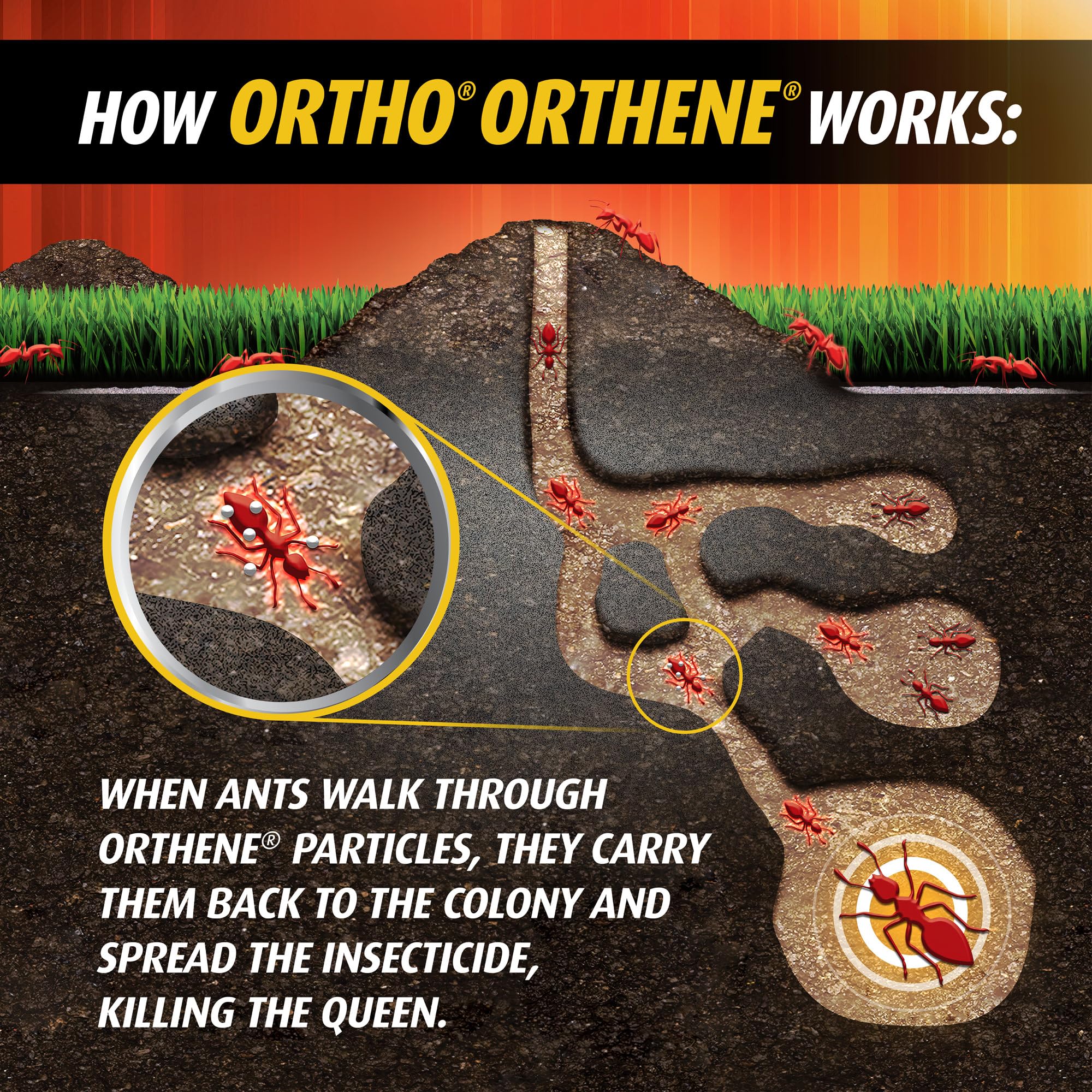 Ortho Orthene Fire Ant Killer1 packaging dimensions