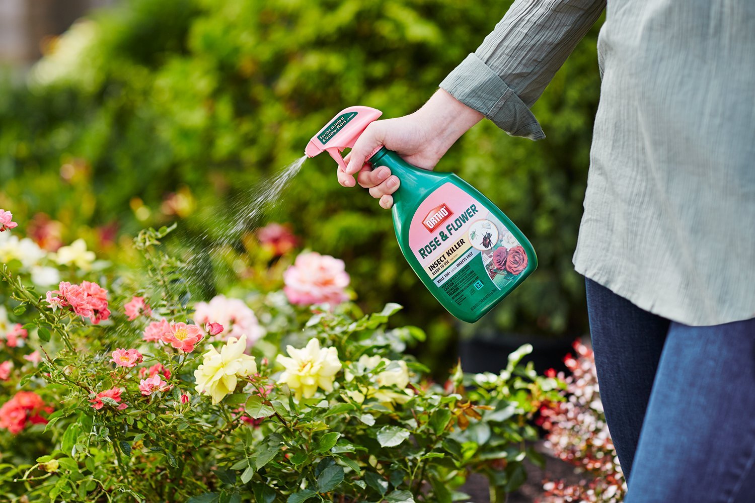 Ortho Rose and Flower Insect Killer packaging with label details