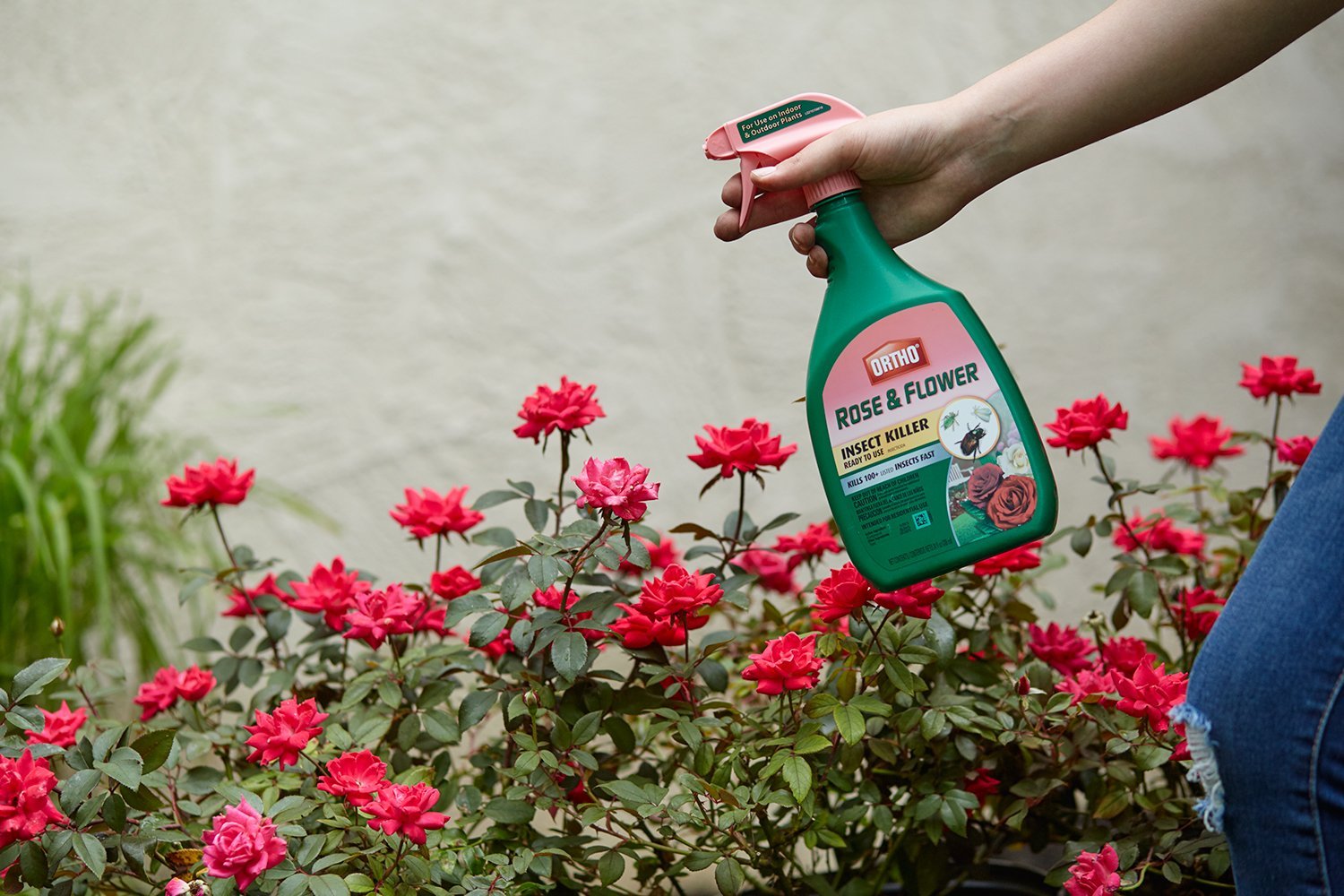 Ortho Rose and Flower Insect Killer spray on blooming flowers