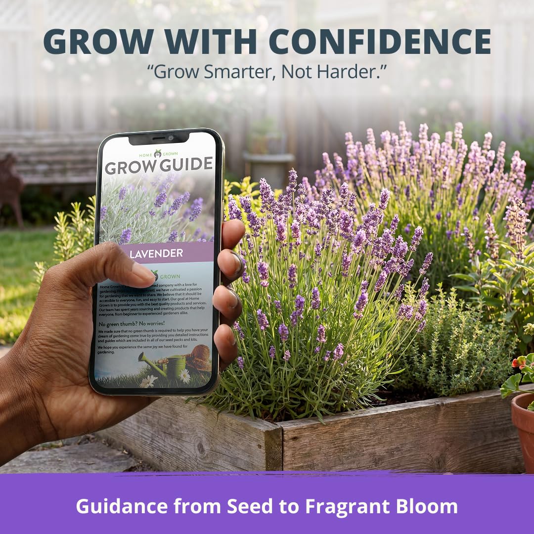 Outdoor garden featuring English Lavender plants