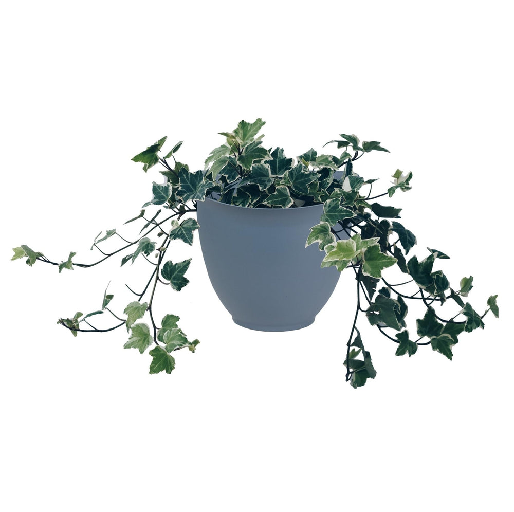 Outdoor view of The HC Companies 8 Inch Garden Wall Planter on a fence