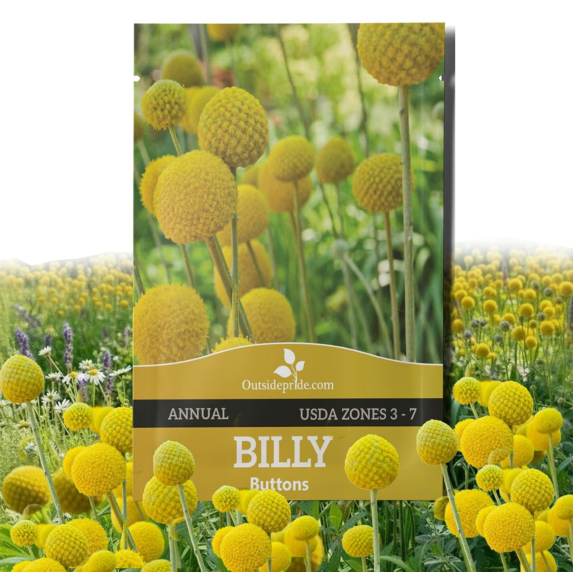 Outsidepride Billy Button Craspedia Globosa Seeds package front view