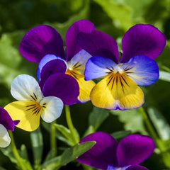 Outsidepride Johnny Jump Up Viola Flower Seeds packaging
