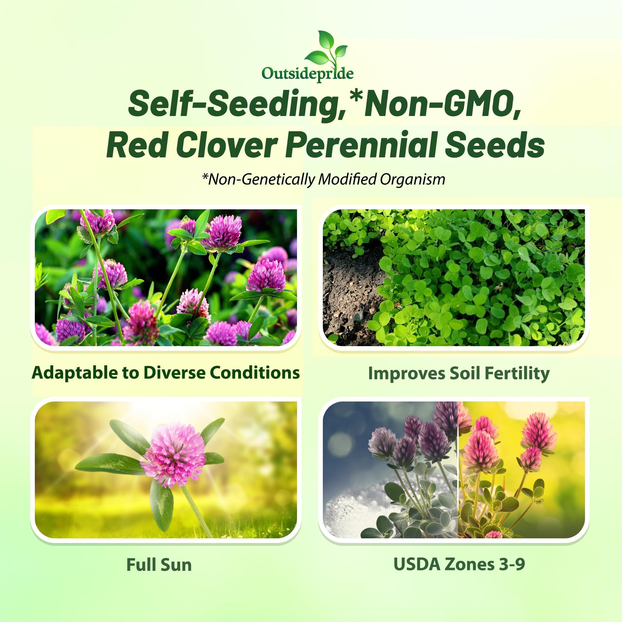 Outsidepride Red Clover Seeds in a garden setting
