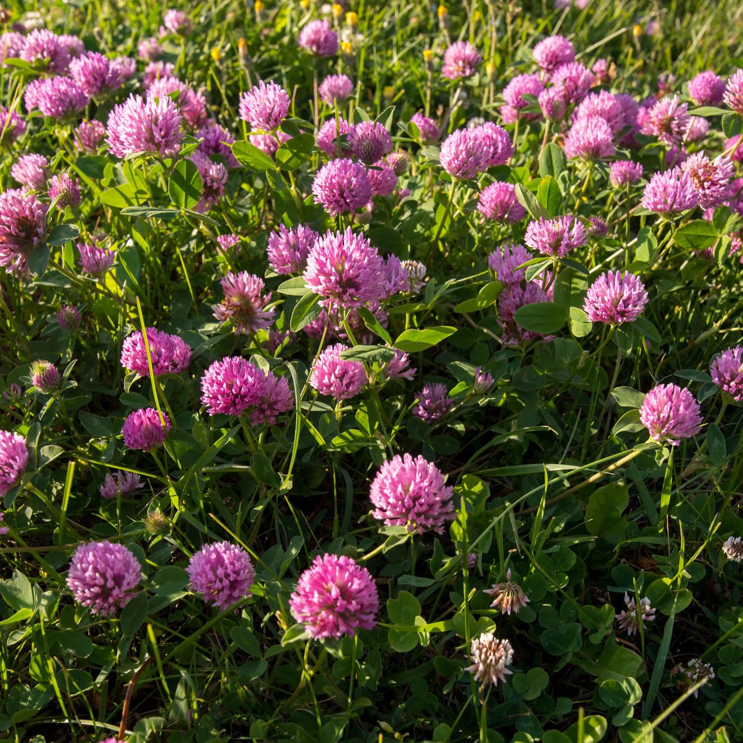 Outsidepride Red Clover Seeds with soil improvement benefits