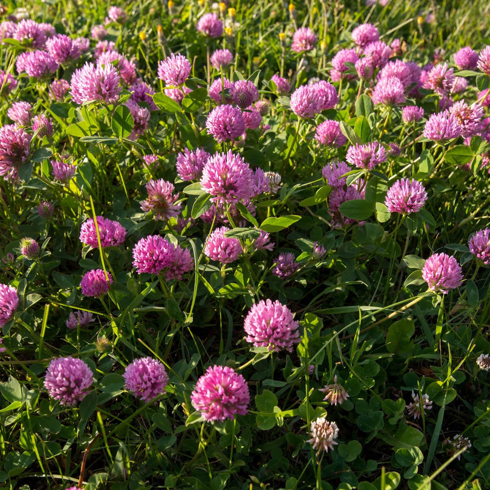Outsidepride Red Clover Seeds with soil improvement benefits