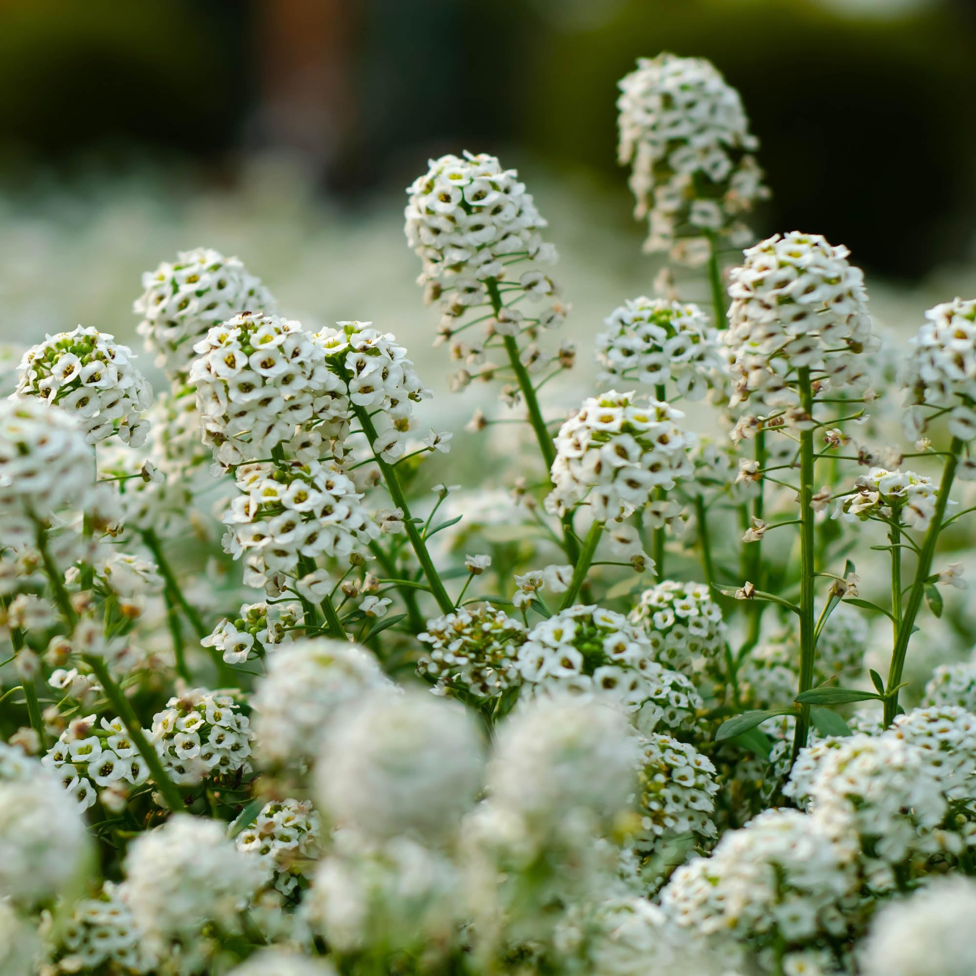 Outsidepride Sweet Alyssum Seeds 5000 pieces packaging front view
