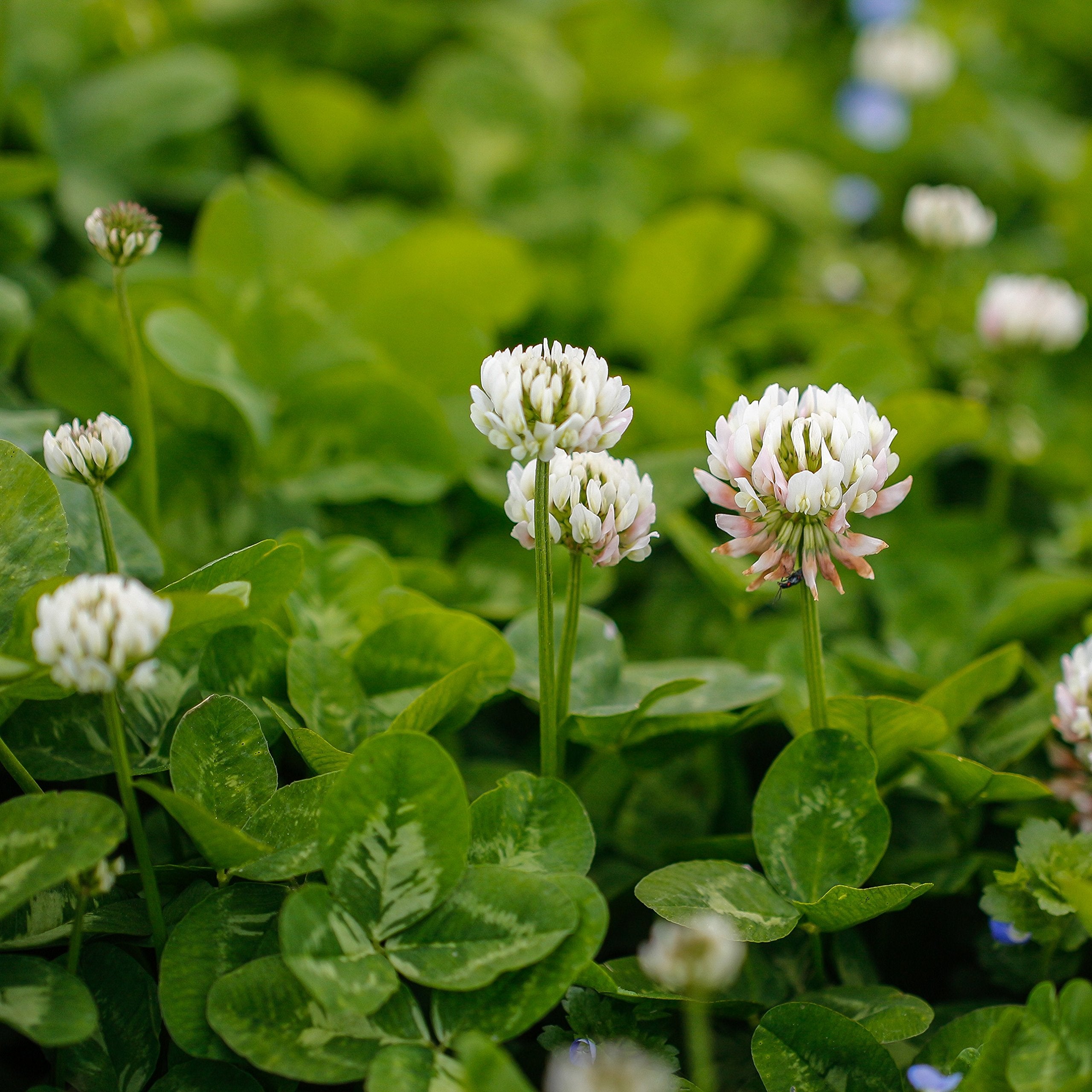 Outsidepride White Clover Seed in hand